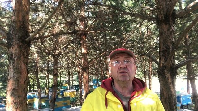 Пчелиный яд. смотреть онлайн