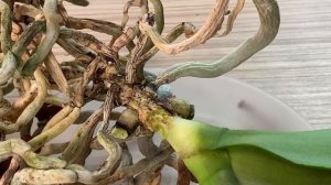 ЭТО не помогло ОРХИДЕИ не все препараты для орхидей помогают в 100%