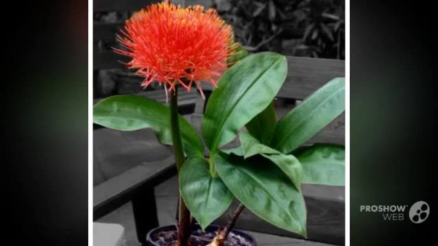 Haemanthus - garden plants смотреть онлайн