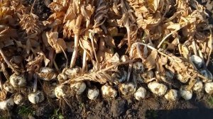 Рябчик императорский. Выкапываем луковицы