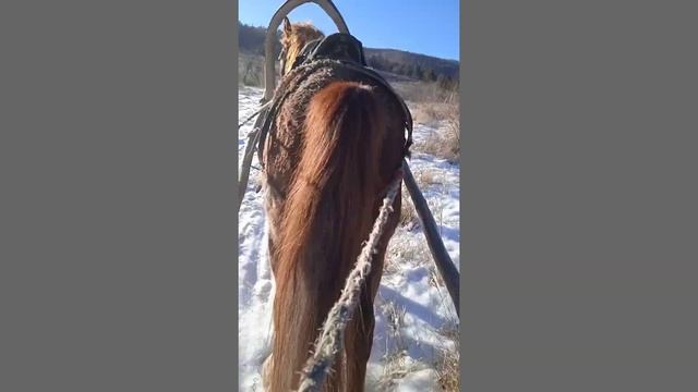 накормил, напоил коня и поехал в лес за дровами, лошади тебенюют дома, рабочий день в лесу смотреть онлайн