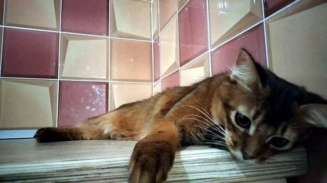 Котенок Сомалийской породы продажа смотреть онлайн