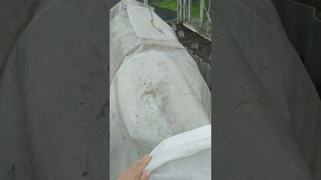 Томаты в теплице спасаем от заморозков смотреть онлайн