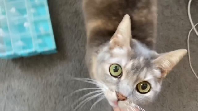 A cat’s definition of “help” смотреть онлайн