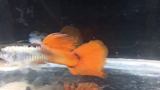 Гибриды Гуппи Full Red Albino + Dumbo platinum red tail слоновьи уши смотреть онлайн