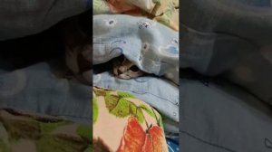 Ку-ку)))😁 #shorts