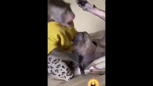 Смешные животные-смешные кошки ТОР10 смотреть онлайн