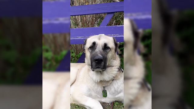 Шерману 5 лет! Кангал в самом расцвете сил! смотреть онлайн