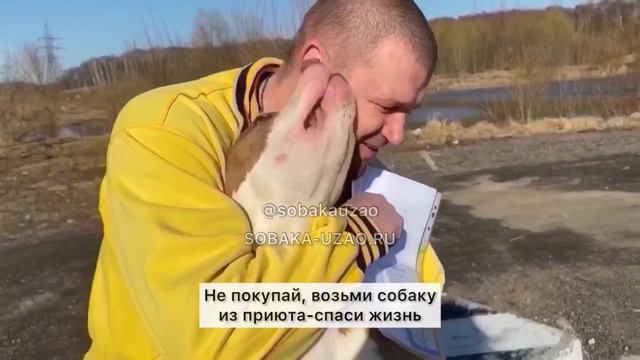 Стафф Тайсон из приюта Щербинка уезжает домой! SOBAKA-UZAO.RU смотреть онлайн