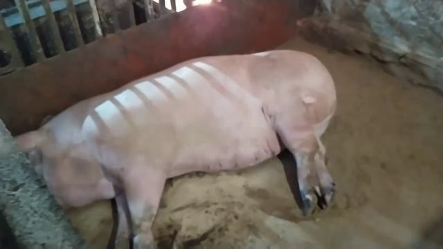 Ответы на Вопросы:Можно ли Колоть Свиноматку сразу После Опороса, Есть ли Запах?!и Другие Вопросы!! смотреть онлайн