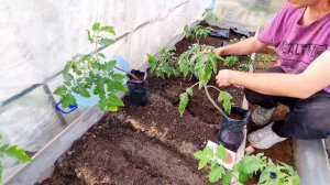 ПОСАДКА ПЕРЕРОСШИХ ТОМАТОВ В ТЕПЛИЦУ ЛЕЖА