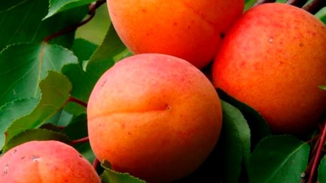 Чем полезен абрикос? Кому можно и нужно кушать абрикос?