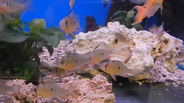 Аквариумная рыбка, Апистограмма боливийская бабочка, Mikrogeophagus altispinosus смотреть онлайн