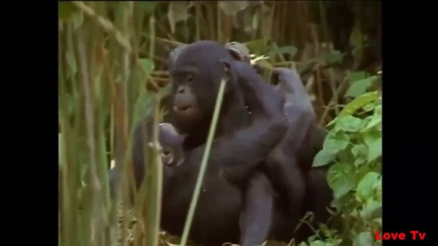 Bonobo Monkey Breeds M ating In Love And Playing With His Wife смотреть онлайн