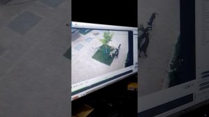 собаки задрали кошку до смерти