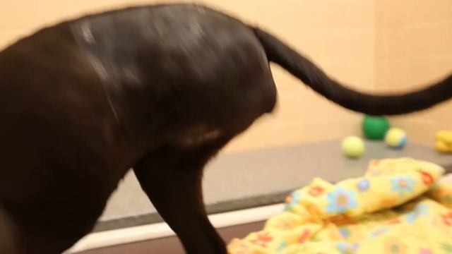 Meet the Cutest Dog Couple Around смотреть онлайн