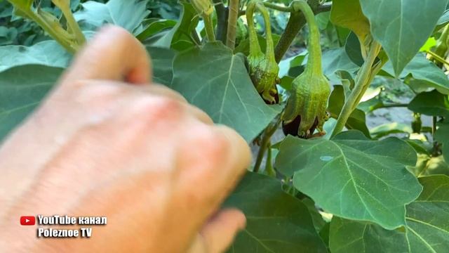 Кусты ломятся от урожая баклажан! Придерживаюсь этих золотых правил выращивания баклажан