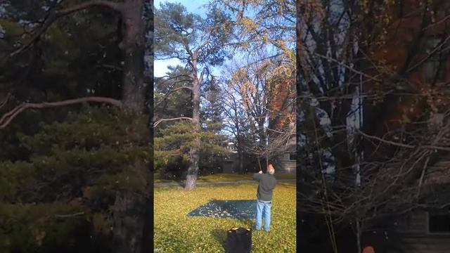 Collecting Ginkgo biloba seeds. смотреть онлайн