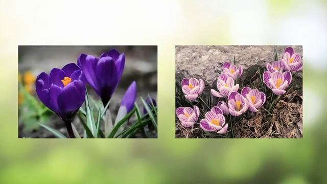 Первые весенние цветы смотреть онлайн