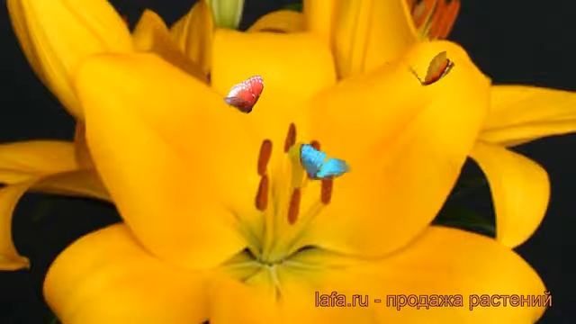 Лилия ла-гибрид Дезерт Инн (lilium la-hybrid) ? обзор: как сажать, луковицы лилии Дезерт Инн смотреть онлайн