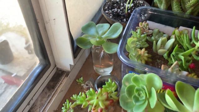 Succulents and more! Showing you some of my container garden! смотреть онлайн