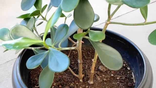 Clusia rosea - Arbre autographe смотреть онлайн