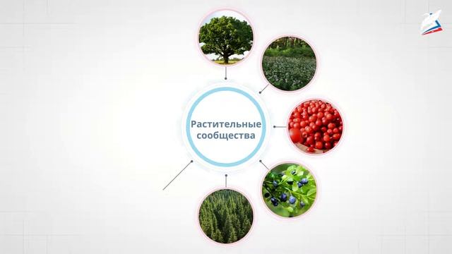 Растения как возобновляемые природные ресурсы смотреть онлайн