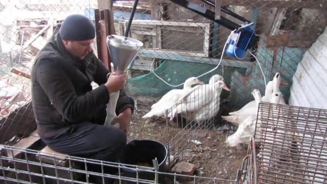 Кукурузный фуа-гра откорм моих мулардов. (1-я неделя)