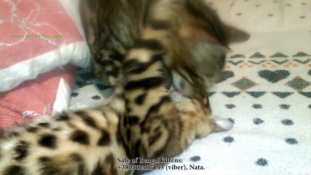 Dakota Gold, питомник бенгалов, Альбина архив