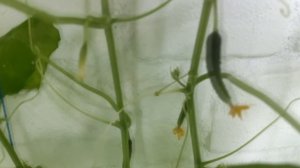 Выращиваю огурцы на балконе и собираю 10КГ огурцов каждую неделю! Лучший сорт огурцов для балкона