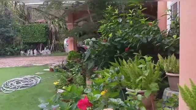 HIBISCUS BLOOMED TODAY смотреть онлайн