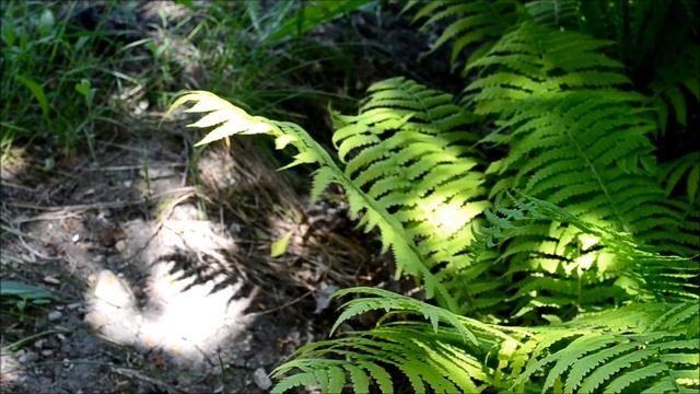 Папоротник Страусник смотреть онлайн