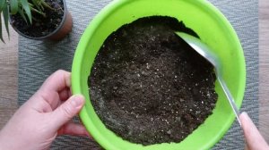 Хамедорея пересадка после покупки, пальма дома