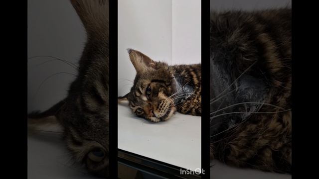 Мейн-кун Сеня и его история спасения 🙏🙏🙏 смотреть онлайн