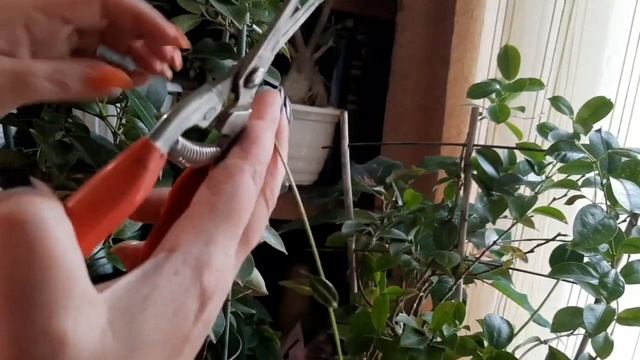 ДИПЛАДЕНИЯ ИЛИ МАНДЕВИЛЛА ОСОБЕННОСТИ УХОДА, ОТВЕЧАЮ НА ВАШИ ВОПРОСЫ? смотреть онлайн