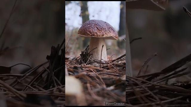 БЕЛЫЙ ГРИБ смотреть онлайн