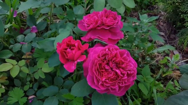 Роз William Shakespeare-2000 _20.07.2017_1080HD смотреть онлайн