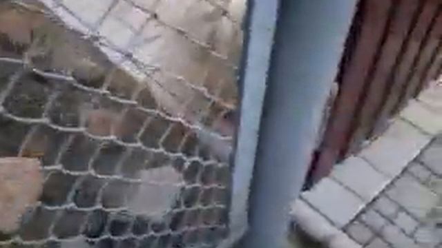 Плюшевая собака смотреть онлайн