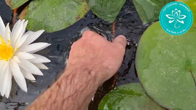 Цветение моего гибрида нимфеи N179 2022 года. Получилась обильно цветущая нимфея. смотреть онлайн
