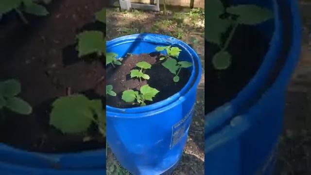 Лучшие сторис makeevan (@Анастасия Макеева) подборка ? от Undelete News за 12.06.2020 смотреть онлайн