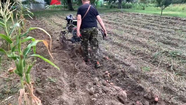 УБОРКА КАРТОФЕЛЯ дизельным мотоблоком WEIMA_25•08•2020_4K. смотреть онлайн