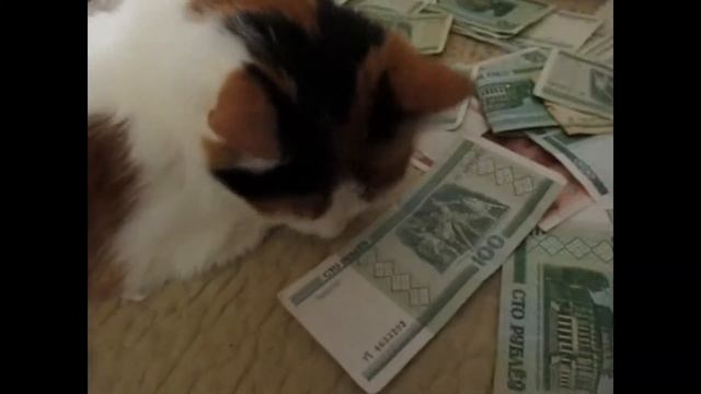Богатая кошка. Crazy rich cat смотреть онлайн