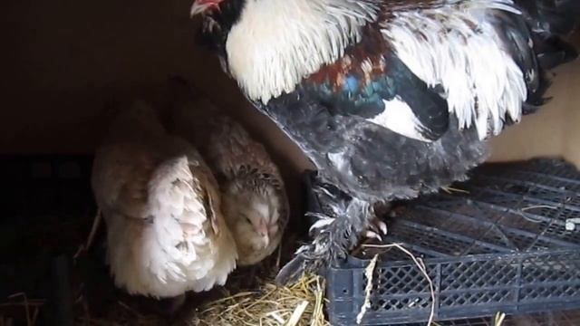 Фавероль лососевая смотреть онлайн