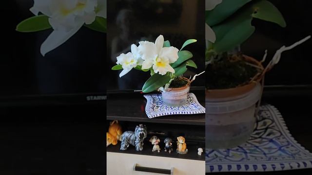 Rth. Shinfong White Charm 'White Rose'