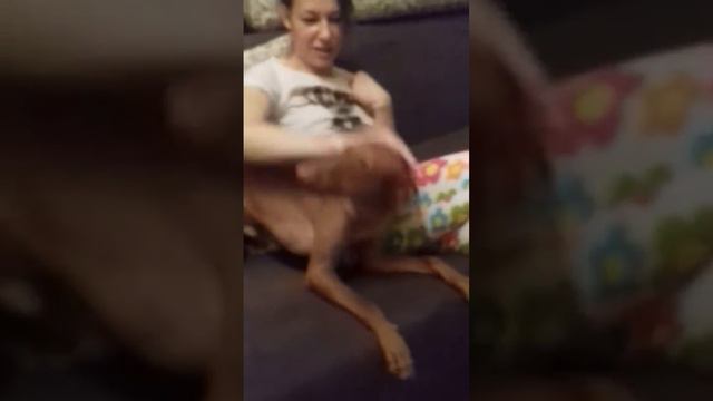 Любвиобильная чирнека