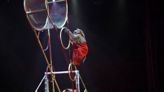 Цирк Кудзинов 2023 смотреть онлайн