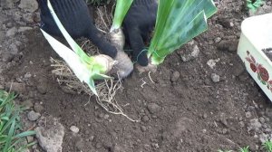 Размножение ирисов  Часть 2   Как сажать ирисы осенью