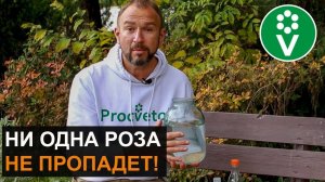 ЭТА ПОДКОРМКА спасет РОЗЫ от самой холодной зимы!