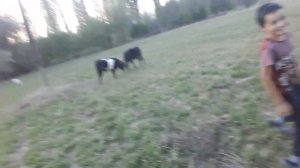 Бой бык и собака