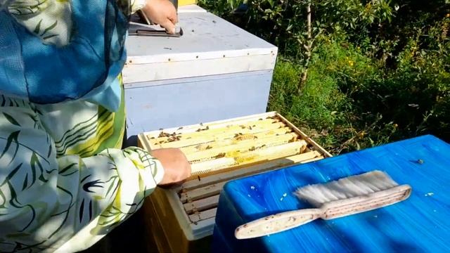 Качаем мед из подсолнуха смотреть онлайн